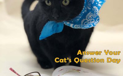 National Answer Your Cats Questions Day