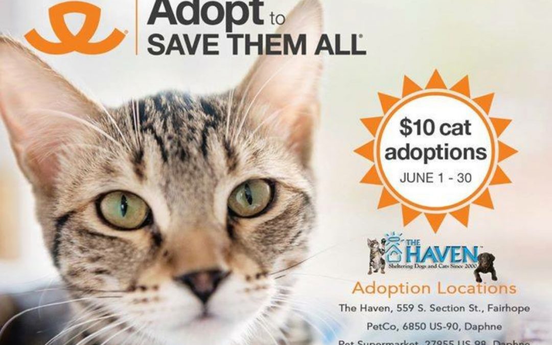 Animal Shelter Wins Award for Life-Saving Efforts by Liz Tetley - The Haven No-Kill Animal Shelter Animal Shelter Wins Award for Life-Saving Efforts by Liz Tetley - The Haven No-Kill Animal Shelter