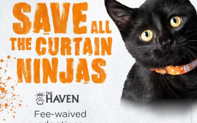 Fee-Waived Pet Adoptions June 25 to July 4