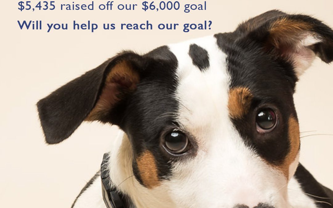 GivingTuesday to Help Homeless Pets - The Haven No-Kill Animal Shelter
