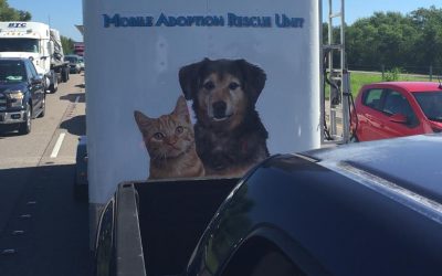 The Haven Helps Four-Legged LA Flood Victims