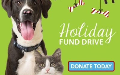 Celebrate Animal Shelter Appreciation Week