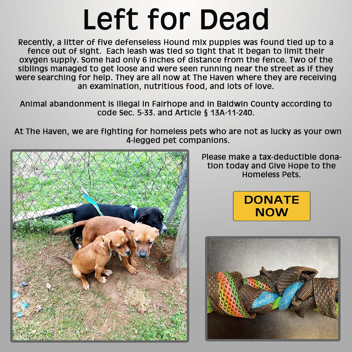 Left for Dead - The Haven No-Kill Animal Shelter