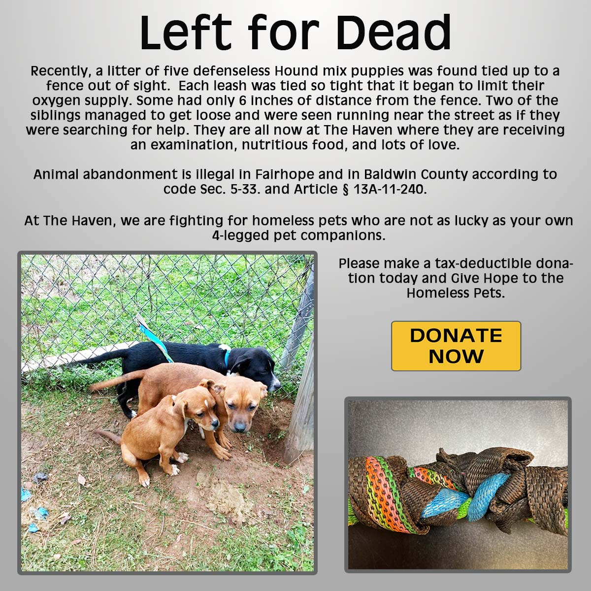 Left for Dead - The Haven No-Kill Animal Shelter Left for Dead - The Haven No-Kill Animal Shelter