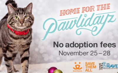 Holiday Adoption Promotion this Black Friday