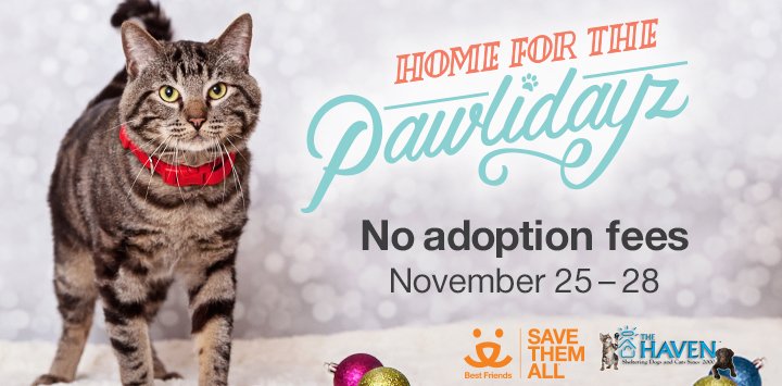 Holiday Adoption Promotion this Black Friday - The Haven No-Kill Animal  Shelter