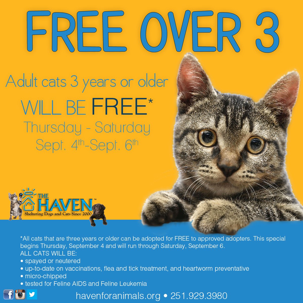 Cats for Adoption – The Animal Haven