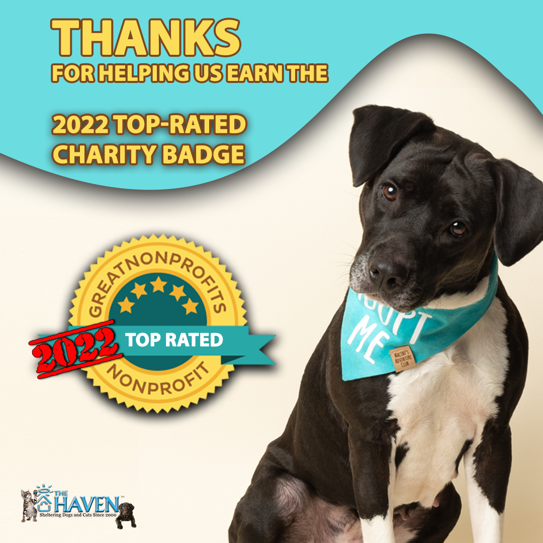 The Haven Wins Top-Rated Nonprofit Award - The Haven No-Kill