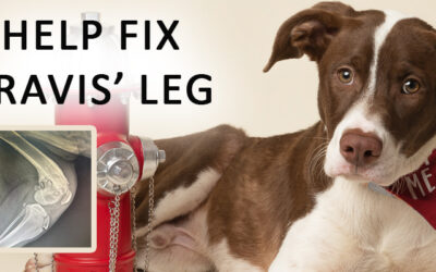 Help Fix Travis’ Leg