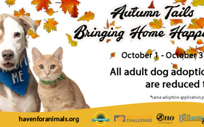 Dog Adoption Promotion