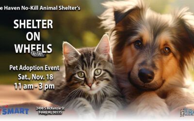 Find Your Furry Friend at The Haven’s Pet Adoption Event!