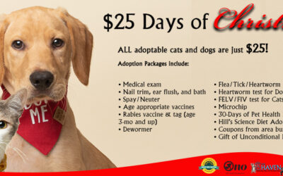 Unwrap Love: The Haven’s $25 Days of Christmas Adoption Special!