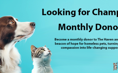 Become a Champion for Homeless Pets