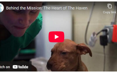 The Haven: Saving Pets, Changing Lives | Official Video