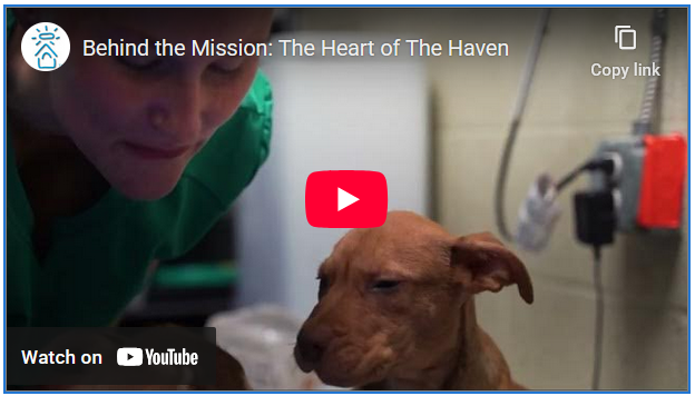 The Haven Brand Anthem Video