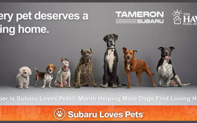 Waived Dog Adoption Fees