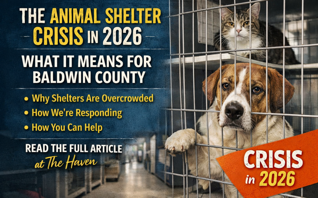 animal shelter crisis 2026