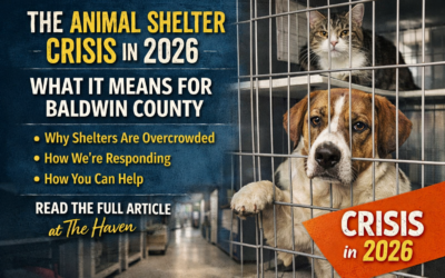 The Animal Shelter Crisis in 2026 — What It Means for Baldwin County