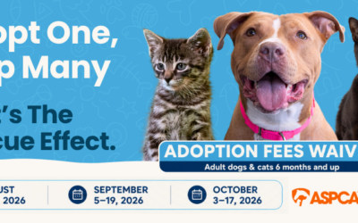 ASPCA Rescue Effect Comes to The Haven: Help Save Lives Through Adoption