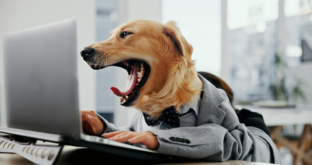A dog sitting at a desk in an office, next to a computer