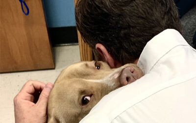 Keeping Pets Out of Shelters | The Haven