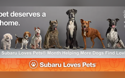 Subaru Loves Pets: Reduced Adoption Fees Through October 31